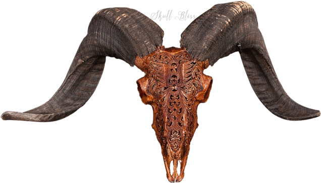 Carved Ram Skullwith Horns PNG Image