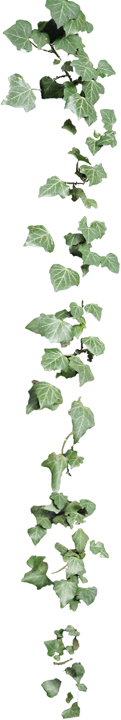 Cascading Ivy Leaves PNG Image