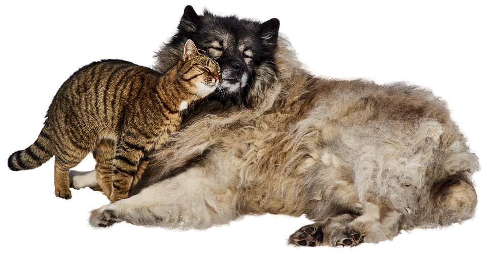 Cat Cuddling Dog Friendship PNG Image