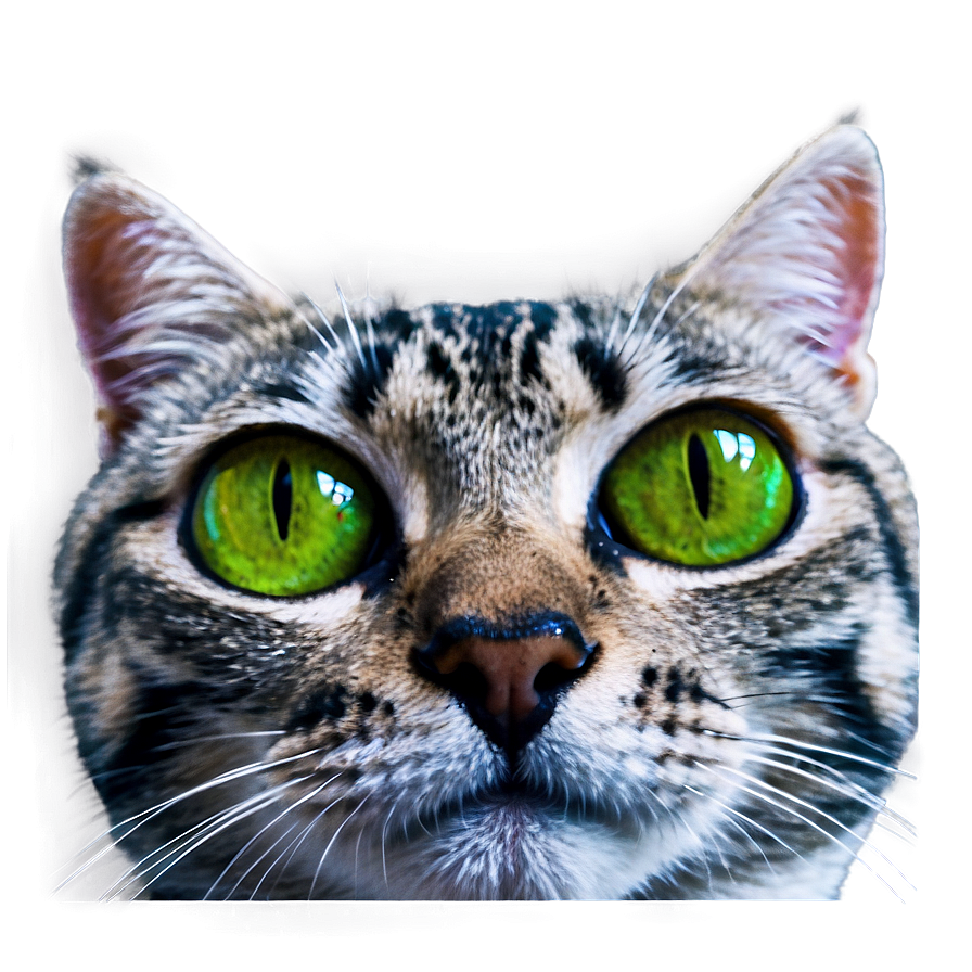 Cat Eyes Close-up Png B PNG Image