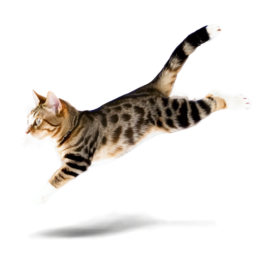 Cat Jumping Mid-air Png Uaq59 PNG Image