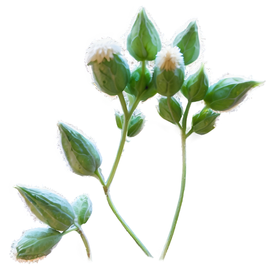 Catnip Flower Blooms Png Gfn1 PNG Image