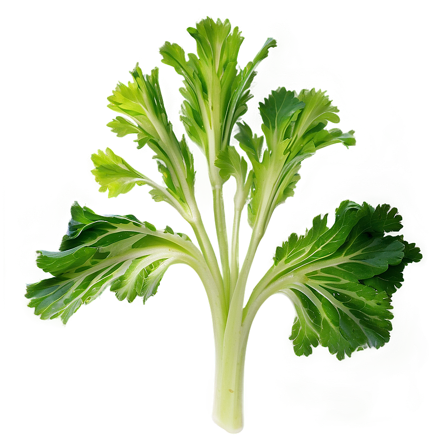 Celery Leaves Png 06252024 PNG Image