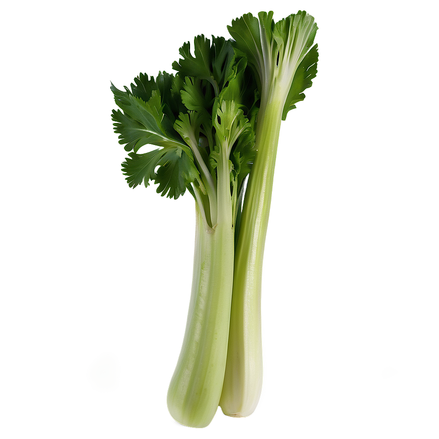 Celery On White Background Png 43 PNG Image