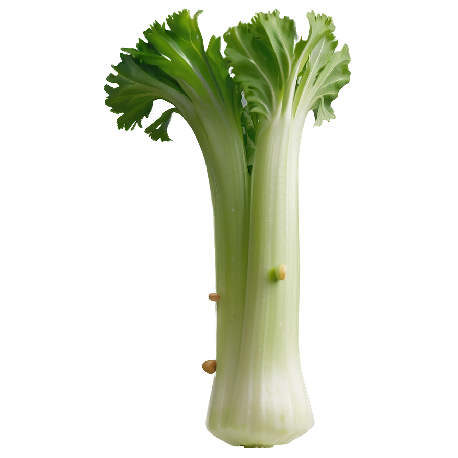 Celery Piece Png 06252024 PNG Image