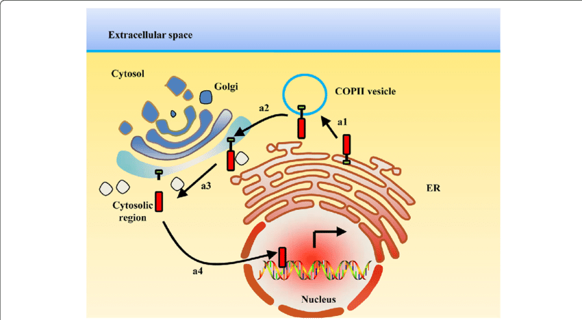 Cellular Protein Transport Diagram PNG Image