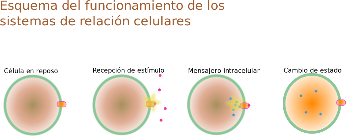 Cellular Signaling Process Diagram PNG Image