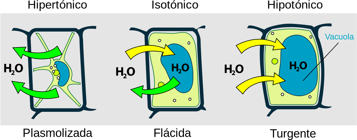 Cellular Tonicity Comparison PNG Image