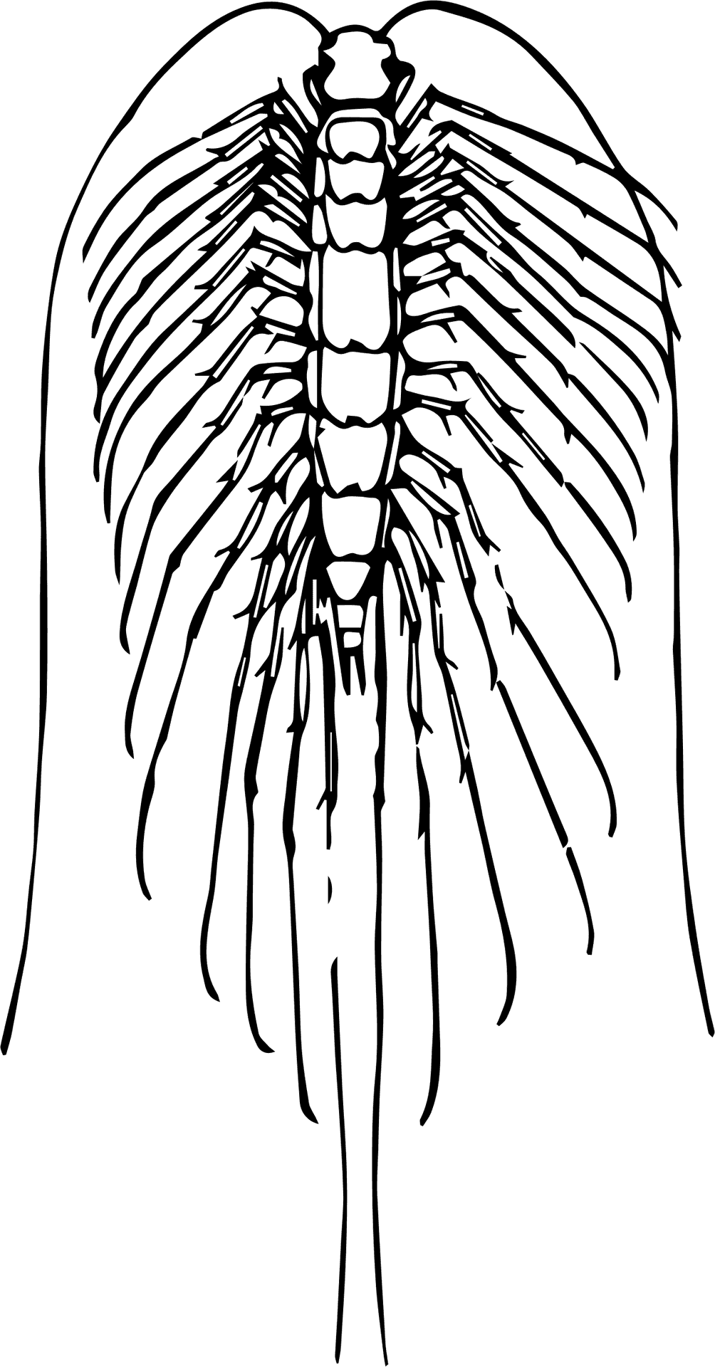 Centipede Anatomy Illustration PNG Image