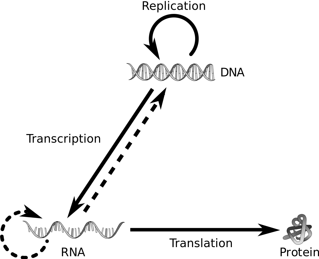 Central Dogmaof Molecular Biology PNG Image