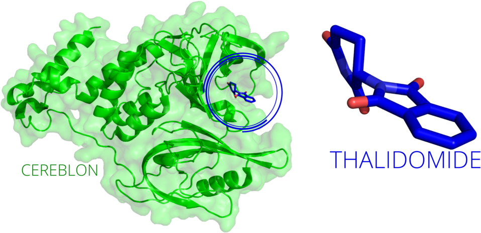 Cereblon Thalidomide Complex Visualization PNG Image