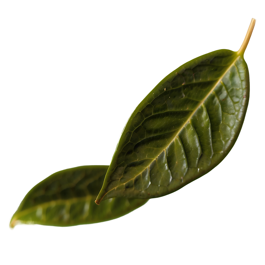 Ceylon Tea Leaf Png 27 PNG Image