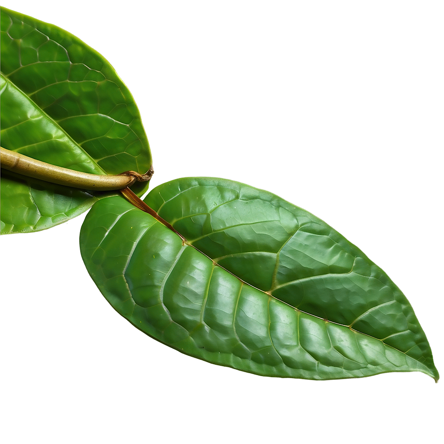 Ceylon Tea Leaf Png 85 PNG Image