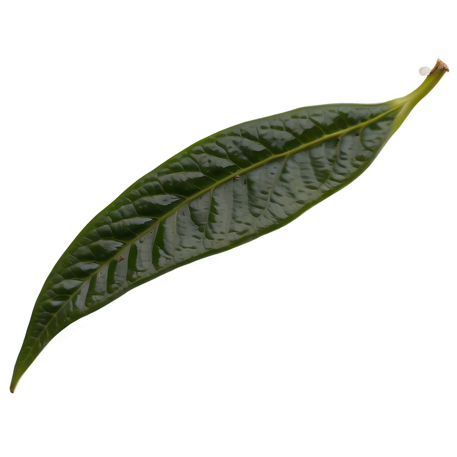 Ceylon Tea Leaf Png Sxr57 PNG Image