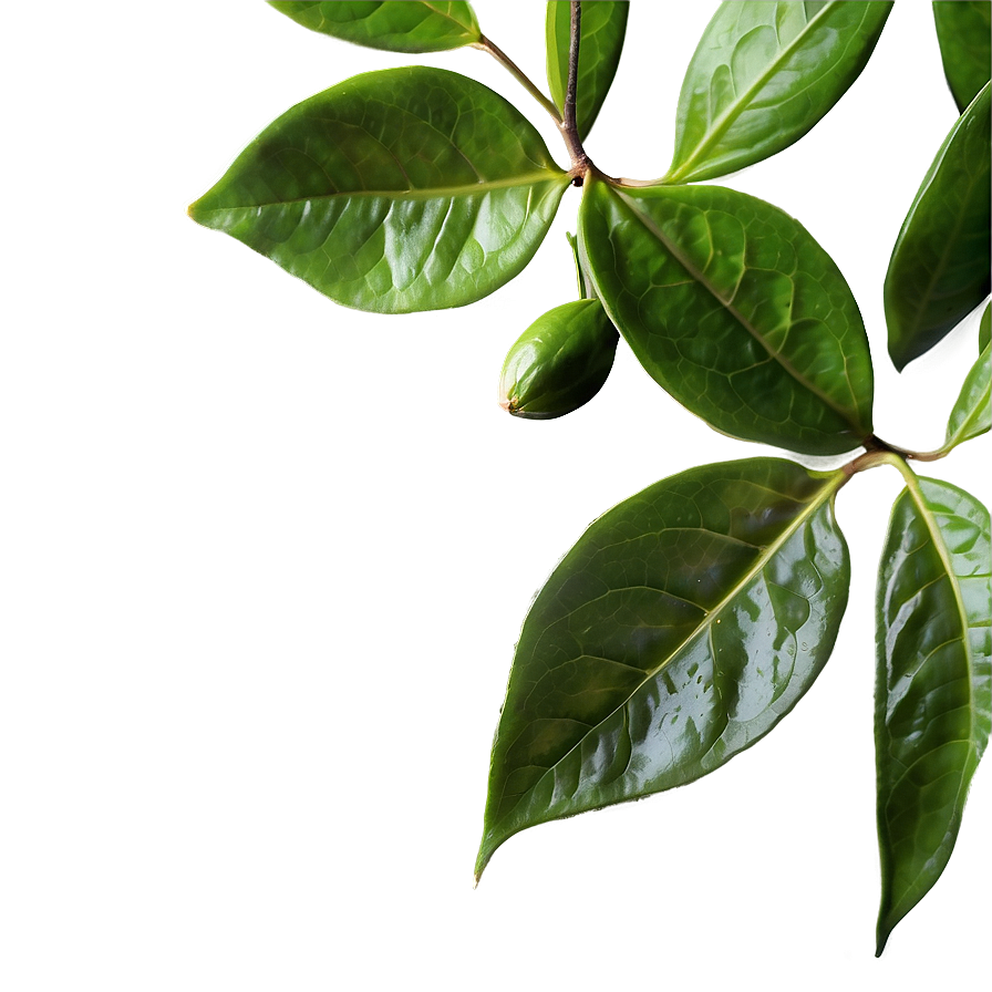 Ceylon Tea Leaf Png Ybr PNG Image