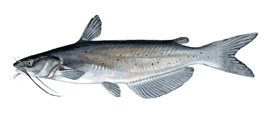 Channel Catfish Illustration PNG Image