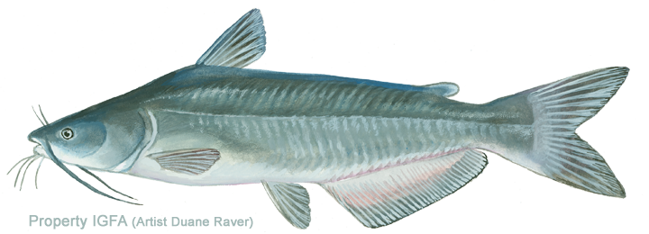 Channel Catfish Illustration PNG Image