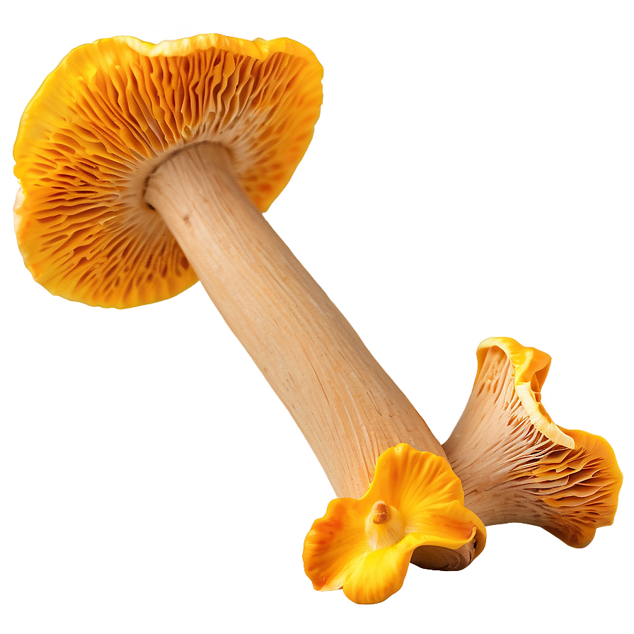 Chanterelle Mushrooms Png 6 PNG Image