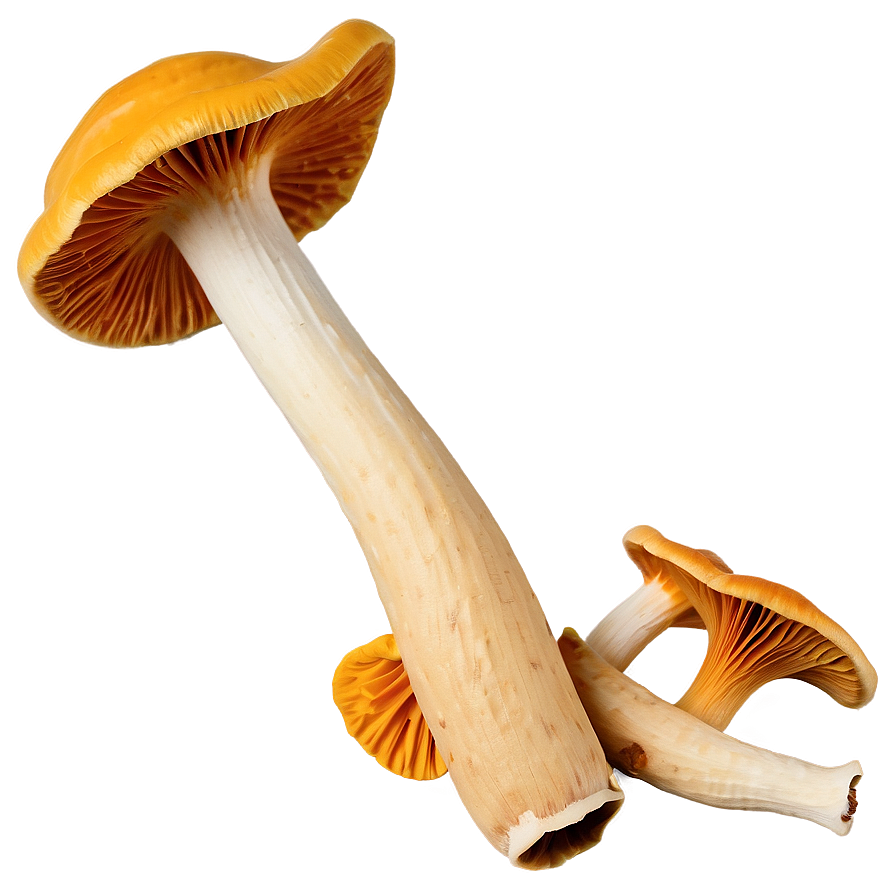 Chanterelle Mushrooms Png Cbh PNG Image