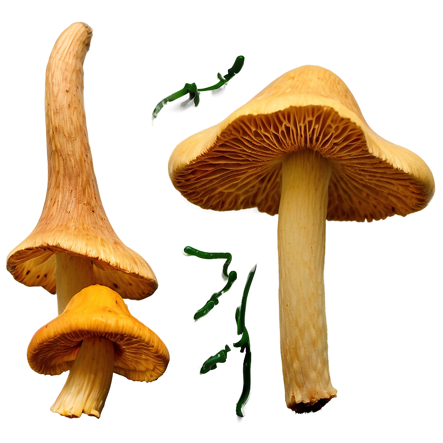 Chanterelle Mushrooms Png Edg42 PNG Image