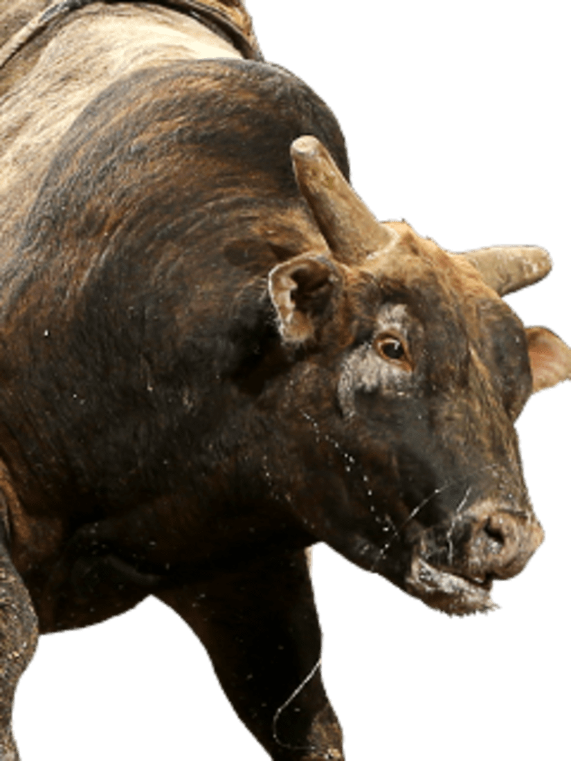 Charging Bull Action Shot.png PNG Image