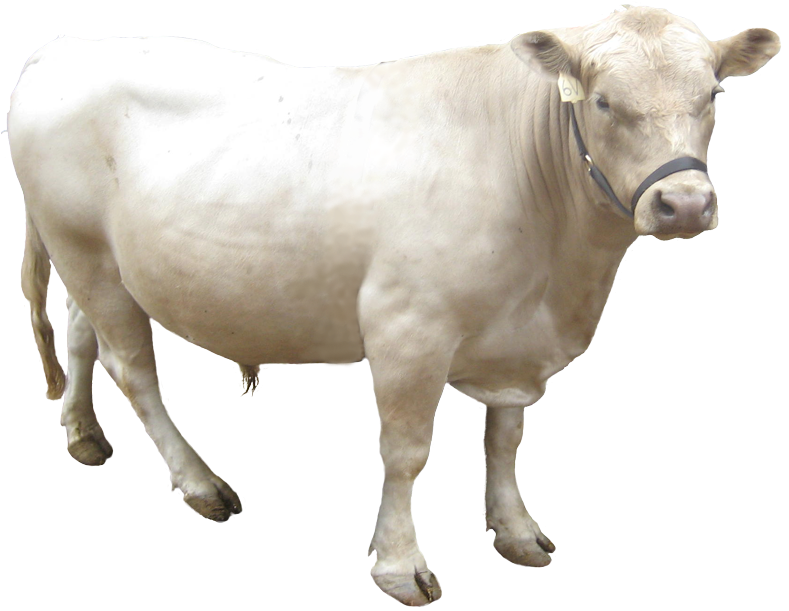 Charolais Cow Standing Transparent Background PNG Image