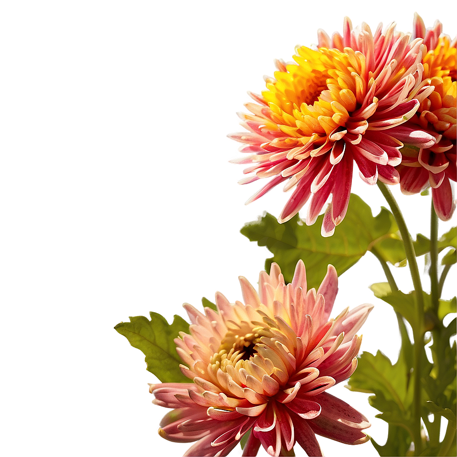 Cheerful Chrysanthemum Png 06252024 PNG Image