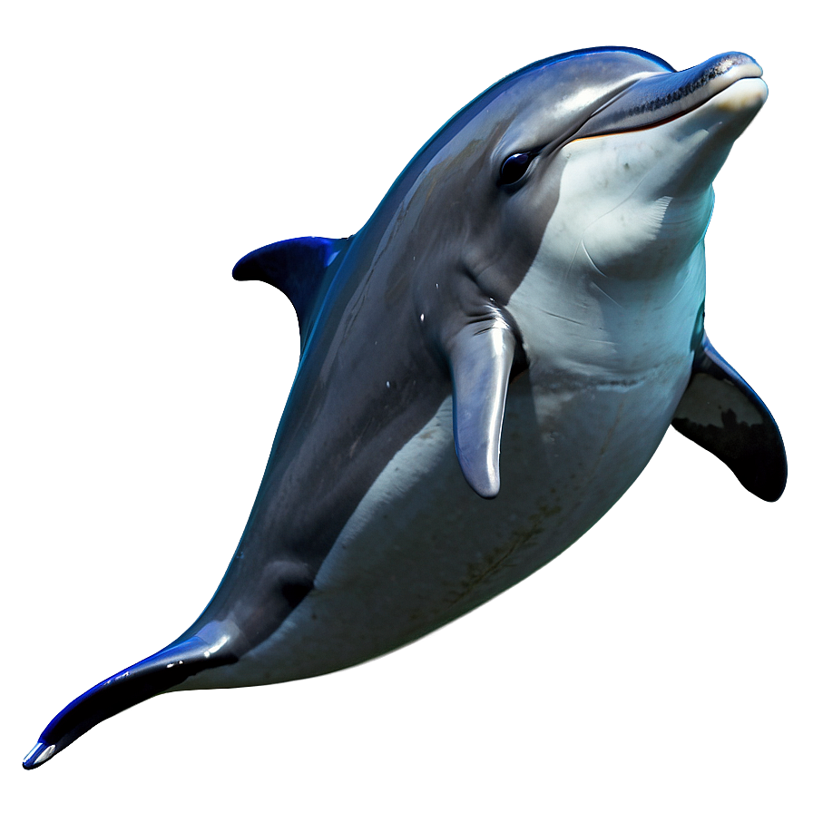 Cheerful Dolphin Png Jqy79 PNG Image