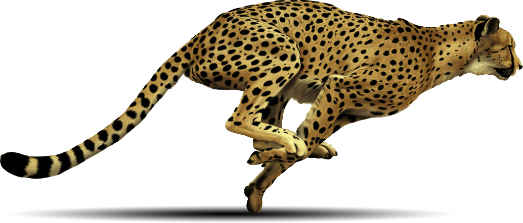 Cheetahin Full Sprint PNG Image