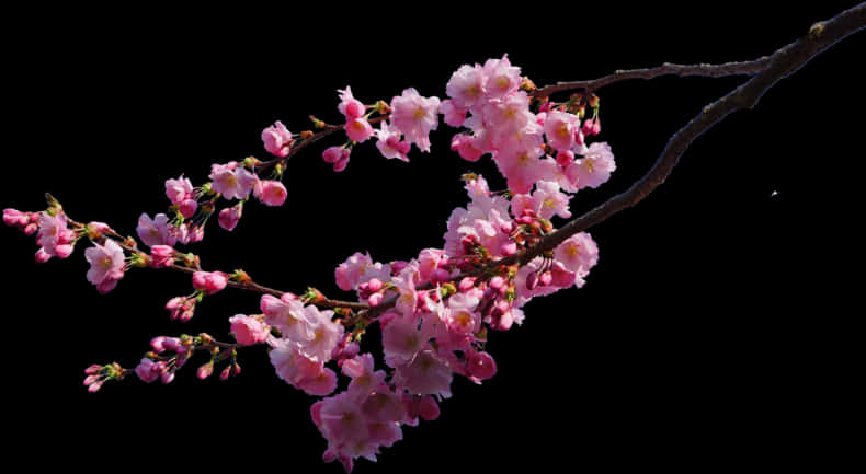 Cherry Blossom Branch Black Background PNG Image