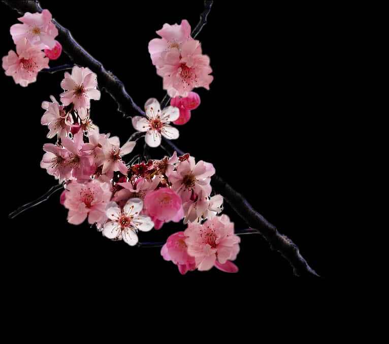 Cherry Blossom Branch Black Background PNG Image