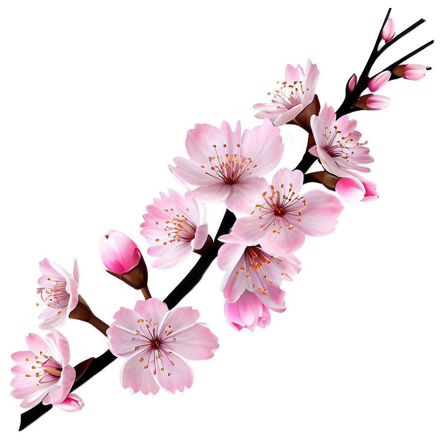 Cherry Blossom Branch Design Png Xiv41 PNG Image