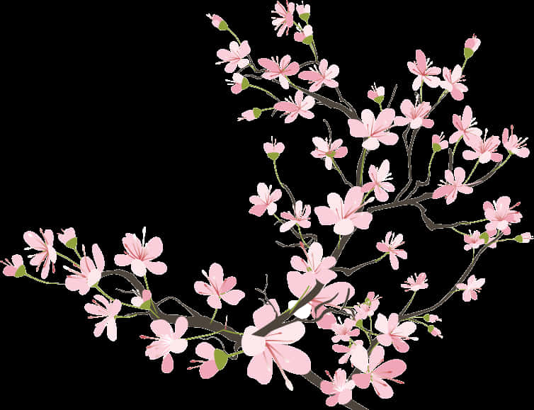 Cherry Blossom Branch Illustration PNG Image