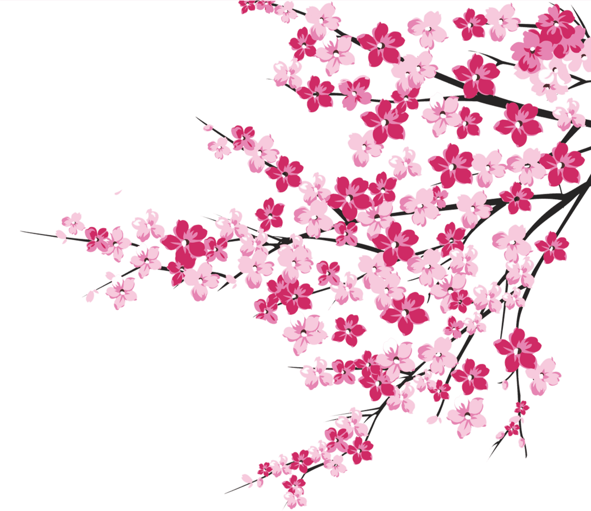 Cherry Blossom Branches Illustration PNG Image