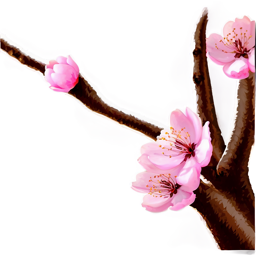 Cherry Blossom C PNG Image