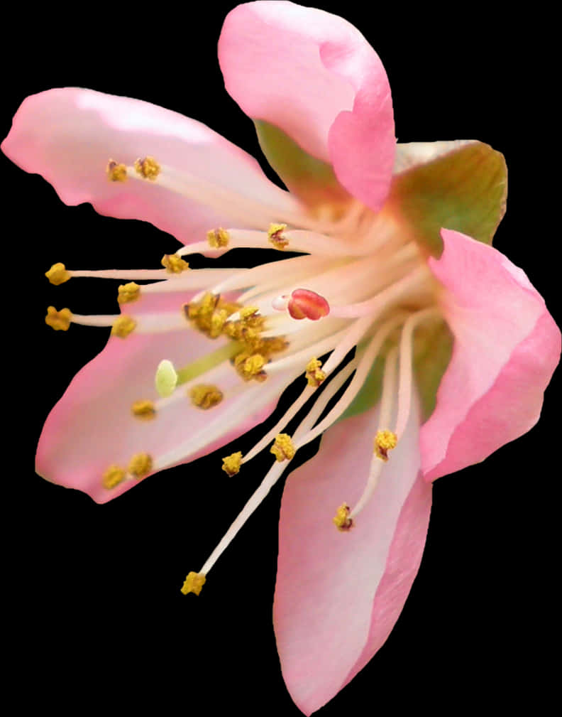 Cherry Blossom Closeup PNG Image