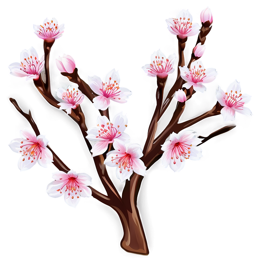 Cherry Blossom D PNG Image