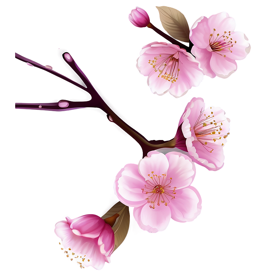 Cherry Blossom Drawing Png Aik PNG Image