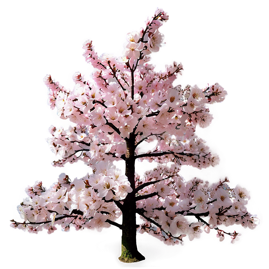 Cherry Blossom Festival Tree Png 15 PNG Image