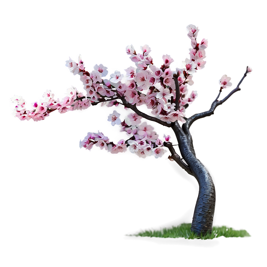 Cherry Blossom Garden Png 17 PNG Image