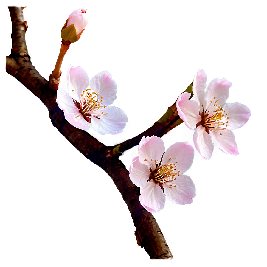 Cherry Blossom Png Lua96 PNG Image