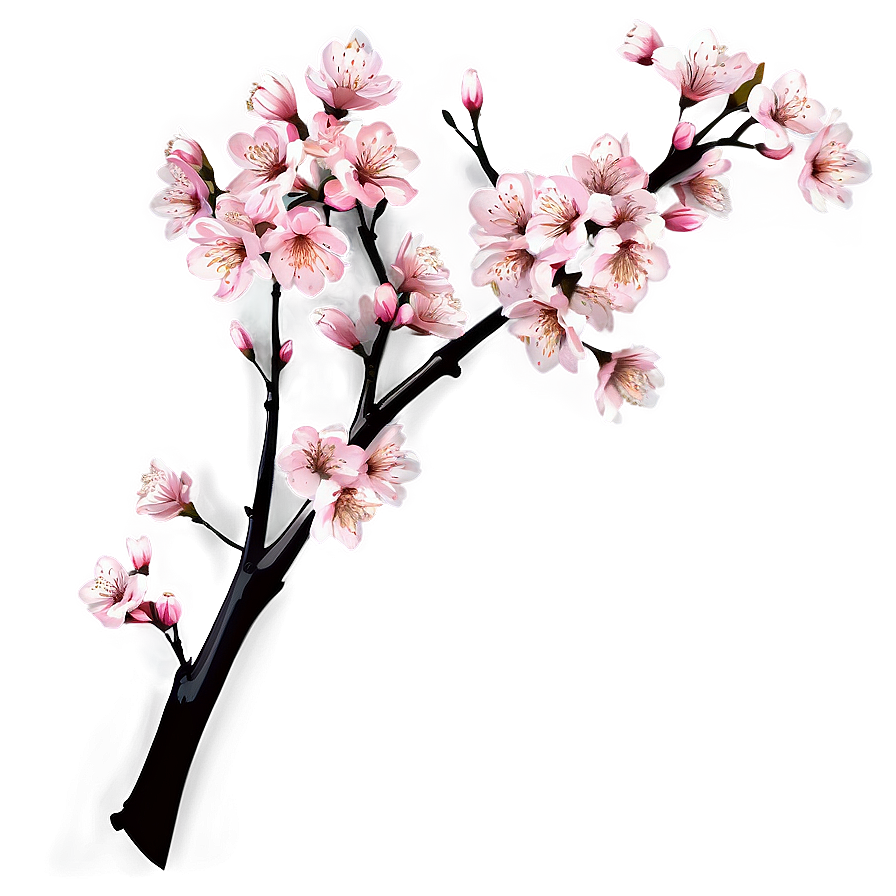 Cherry Blossom Tree Branch Png 05252024 PNG Image