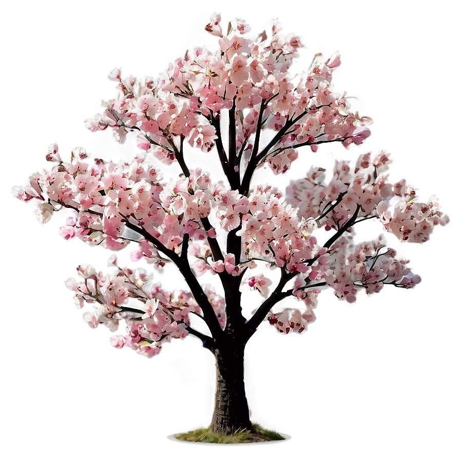 Cherry Blossom Tree Png 06122024 PNG Image