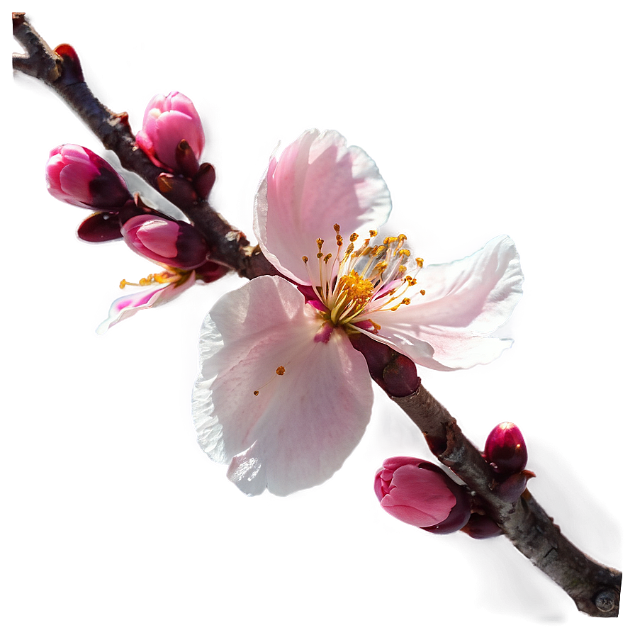 Cherry Blossom With Sun Flare Png Rhc89 PNG Image