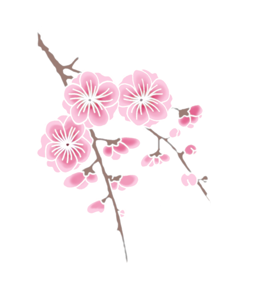 Cherry Blossomson Branch PNG Image