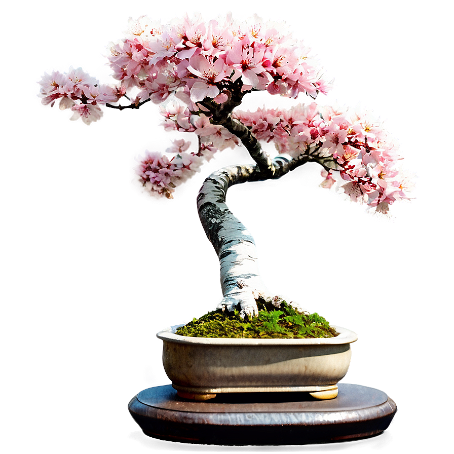 Cherry Tree Bonsai Png 85 PNG Image