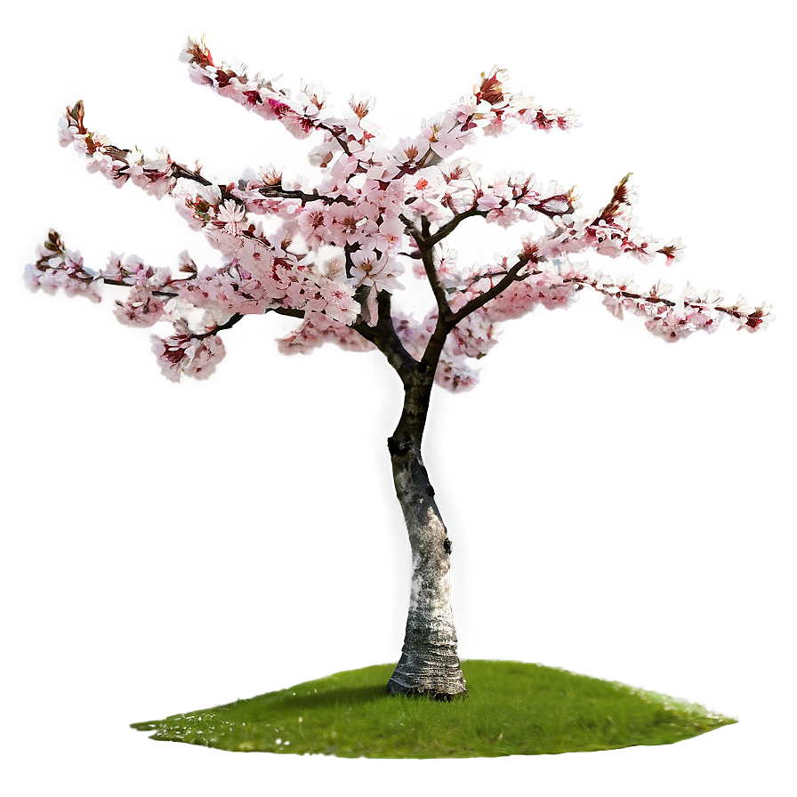 Cherry Tree D PNG Image