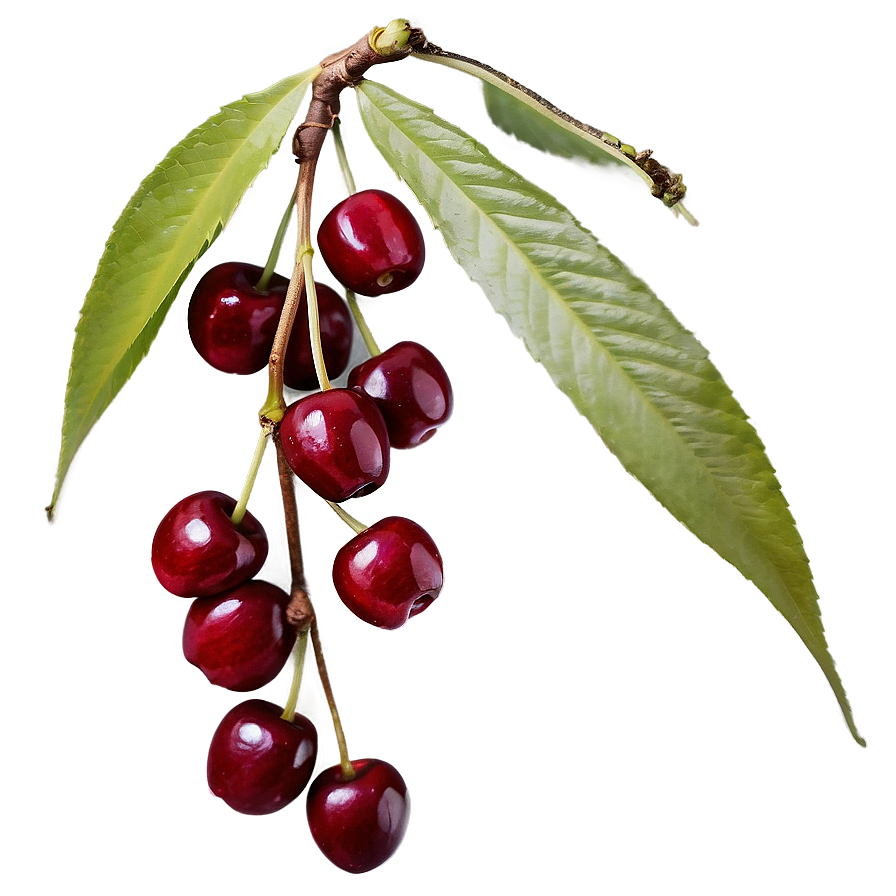 Cherry Tree Garden Png 06212024 PNG Image