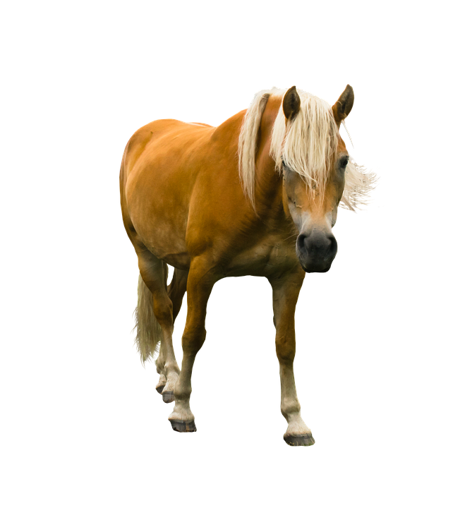 Chestnut Horse Standing Transparent Background.png PNG Image