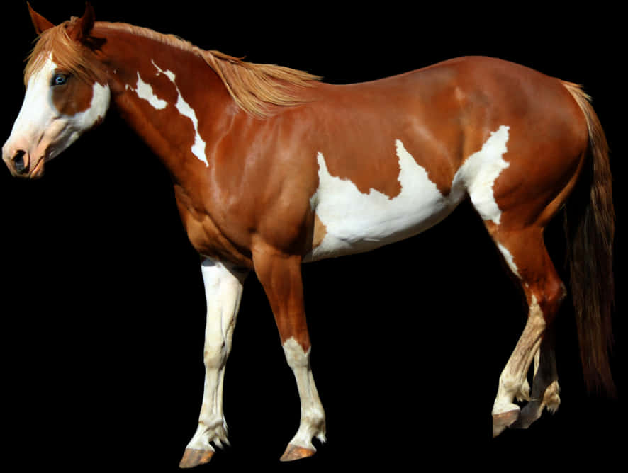 Chestnut Paint Horse Standing PNG Image